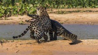 Ягуар Против Крокодила Подборка - Jaguar VS Crocodile Compilation