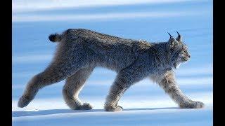 Researchers Captured This Rare Footage Of A Lynx In The Wild, And The Sound It Made Is Astonishing