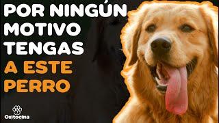 GOLDEN RETRIEVER: 7 RAZONES PARA NO TENERLO