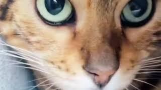 Amazing Cat eye pupils
