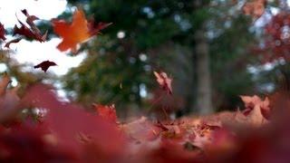 Free Slow Motion Footage: Leaves Falling to Ground