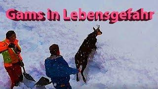 HELDEN  - Tierretter graben im Schnee verschüttete Gams aus.