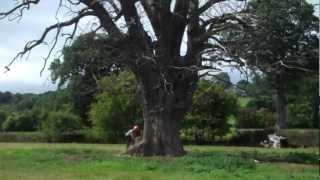 Bryn cutting down large oak  tree!.mp4