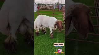 PURE TURKEY DUMBA | KAMBING PANTAT MONTOK #shorts #domba #kambing #montok #pure #turkey #sheep #uae