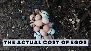 HOW MUCH does raising chickens for eggs cost? (Exact Cost Breakdown)