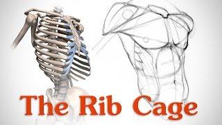 Anatomy of the Rib Cage - for Artists