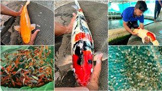 Pure Bloodline of Imported Japanese Koi Fish Breeding (India).