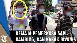 Remaja Pemerkosa Kambing dan Kakak Kandung Terima Vonis Penjara, Kakak dan Ayah Masih Diproses