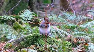 SQUIRREL HUNTING - Stalking the woodlands - DAYSTATE HUNTSMAN REVERE .25