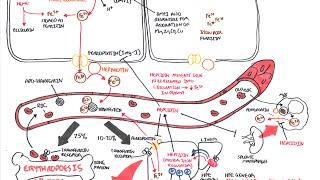 Iron Physiology