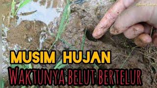 Ngurek Dimusim Hujan Banyak Belut Bertelur | Edisi Mancing Disawah