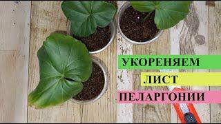 Как правильно укоренить лист Герани или Пеларгонии, чтобы лист дал новый побег