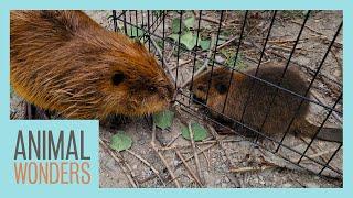 Beavers Meet! Will They Be Friends?