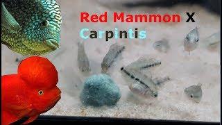 Red Mammon x Carpintis / Texas Cichlid  spawning + fry