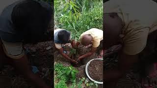 How to plant mango tree    #nature