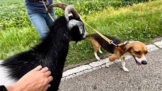 Free-range goat in the neighborhood  | Hanging with the goats today | Don’t reach for low fruit