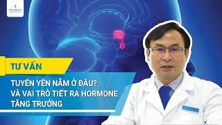 Tuyến yên nằm ở đâu và vai trò tiết ra hormone tăng trưởng?