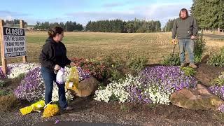 Fall Bulb Planting, tulips, daffodils, and crocuses.