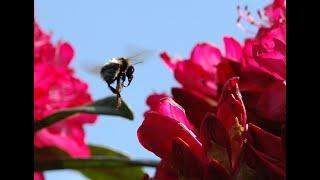 Rhododendron; a favourite flower with bumblebees, but don't eat the honey!