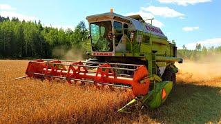 CLAAS Dominator 106 "MAMMUTTI"