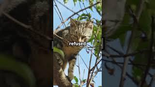 Cute Cat Rescue Story | River Cat #cat #catlover #felineantics #cats #rescue #shorts #catvideo