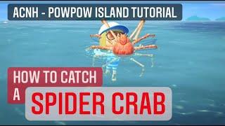 AC New Horizons: HOW TO CATCH A SPIDER CRAB - the ULTIMATE TUTORIAL. See timeline below.