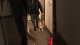 #Shiba likes to move it  | Shiba Inu Dance