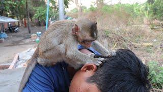 Great Job-Monkey Nona Help Daddy To Picking Lice From Daddy's Hair |  Baby Monkey Eating Lice #46