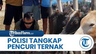 BREAKING NEWS: Polres Sumba Timur Tangkap Pelaku Pencurian Ternak