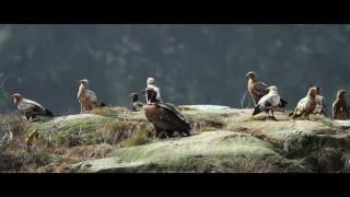 Renewed Hope for Vultures of Pakistan