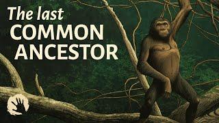 Were We Wrong About The Last Common Ancestor?