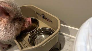 Hamlet the Mini Pig: New Food Dish