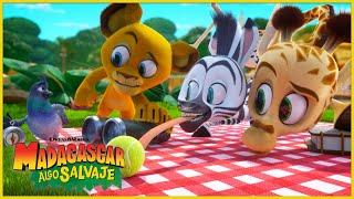 Un juego de aniversario de los amigos | DreamWorks Madagascar en Español Latino