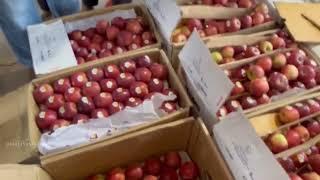 15 September 2024 Pinjor Mandi Apple Rate | Today's Apple market Update | Himalayanfarming