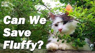 Watch This in Case Your Cat Gets Stuck in a Tree