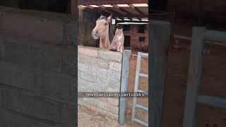 Cat and Horse   #funny #funnyanimls #cat #horse