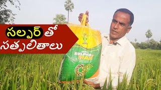 పంటలపై సల్ఫర్ యొక్క ప్రయోజనం | Use of Sulphur in crops | Sulphur in paddy | Karshaka Nestham