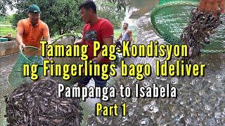 Tamang Pag Kondisyon ng Hito Fingerlings bago Ideliver - Part 01