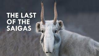 Saigas are Straight Out of Star Wars