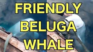 FRIENDLY BELUGA WHALE (WHITE WHALE)