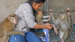 Adorable Kako Felling Sleepy And Enjoy Grooming By Mom