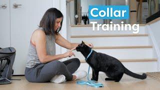 Collar Train Your Cat
