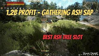 BDO Life | Ash Sap Gathering Guide 2025 - Max Profit & Ash Tree Slot