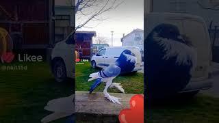 #pigeon #ansar #viral #youtube