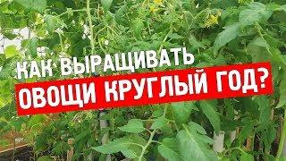 Овощи в теплице: Как выращивать огурцы и помидоры круглый год