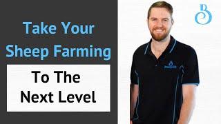 BreedELITE: Helping Sheep Farmers Turn Data Into Profit, Faster