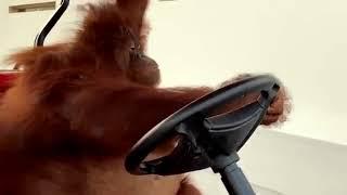 monkey driving golf cart