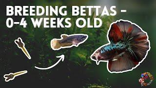 Breeding Bettas | 0 to 4 weeks old