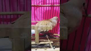 ,SUARA MENGGEMA puter lomba part1#video shorts#subscribe