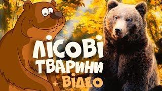 ЛІСОВІ ТВАРИНИ для дітей - розвиваючі мультики українською мовою